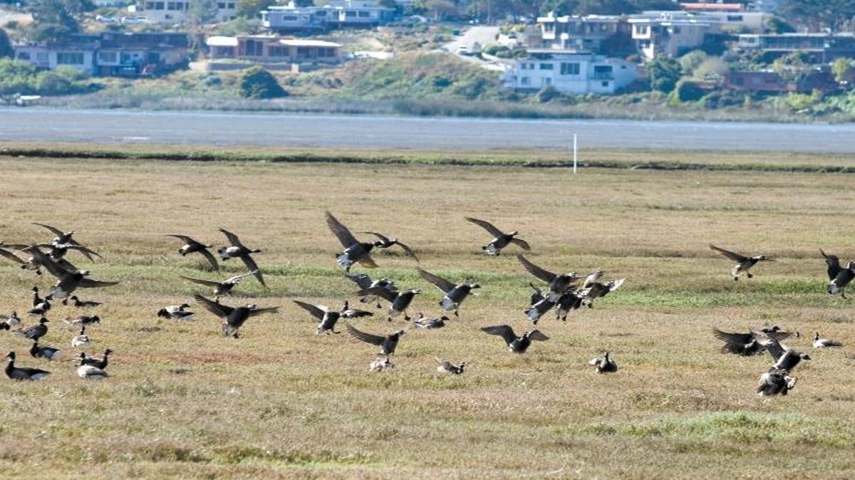 A walk around the salt marsh and the boardwalk at the Morro Bay State Park Marina might result in a sighting of brant geese.