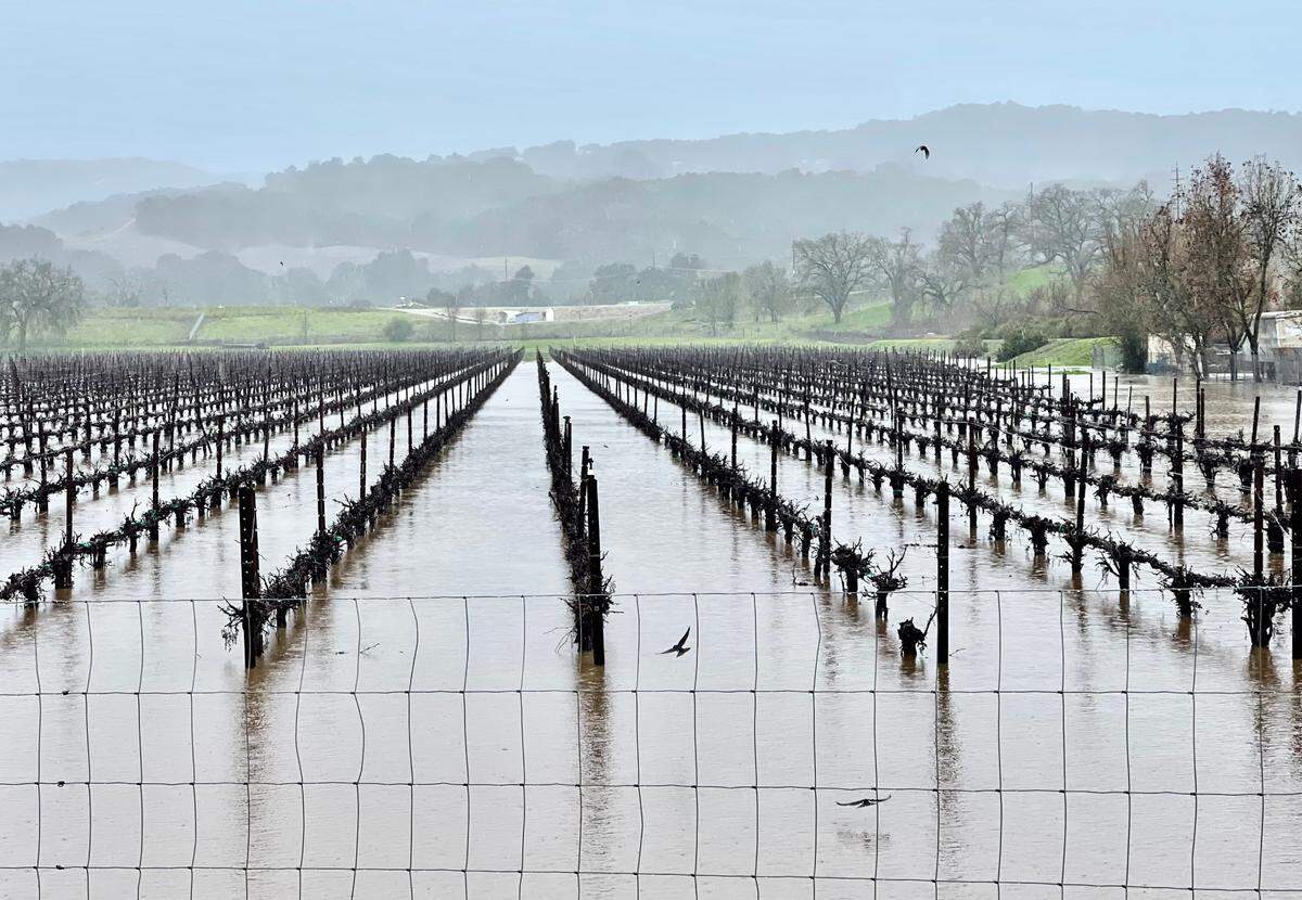Flood debris and runoff flood a majority of this Templeton vineyard on Friday morning, March 10, 2023.