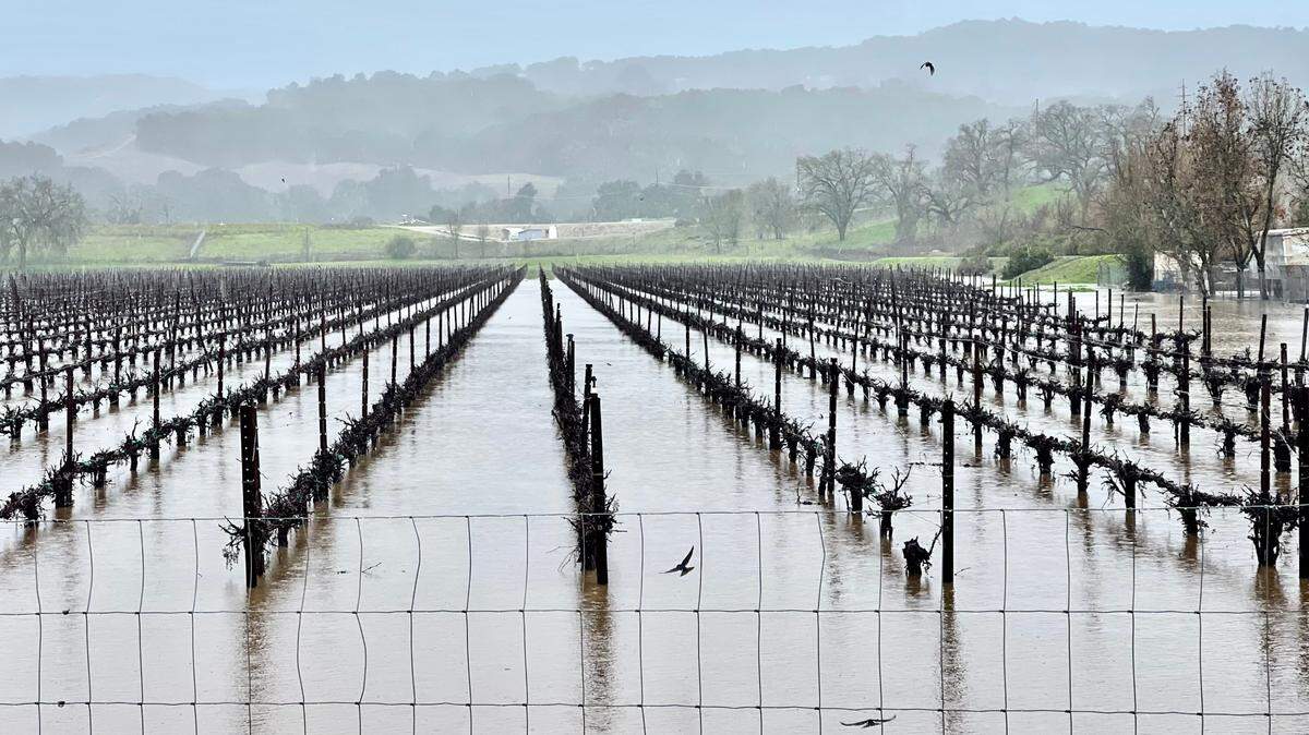Flood debris and runoff flood a majority of this Templeton vineyard on Friday morning, March 10, 2023.
