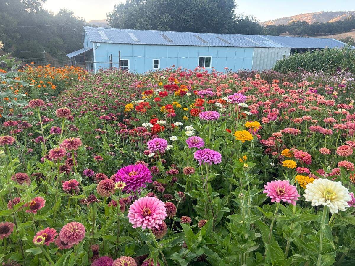 The next UC Master Gardener workshop will focus on how to grow flowers for cutting and arranging in SLO County.
