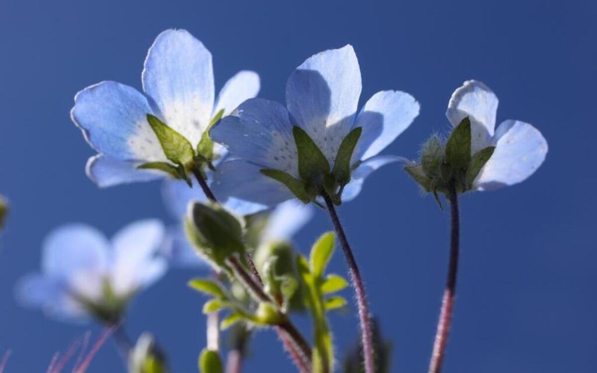 The Cambria Wildflower Show on Saturday features wildflowers collected from the Monterey County line to the Morro Bay Estuary and from the coastal bluffs to the ridge of the Santa Lucia Mountains.