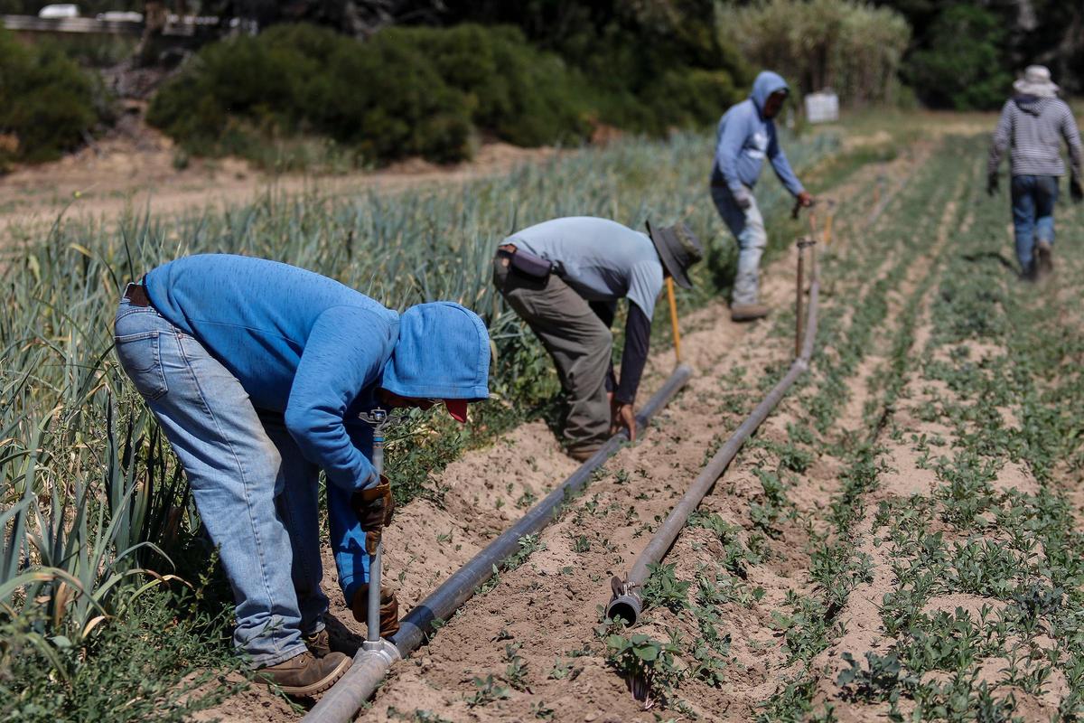 Farmworkers at the Rutiz Family Farm in Arroyo Grande talk about what life is like during the coronavirus pandemic.