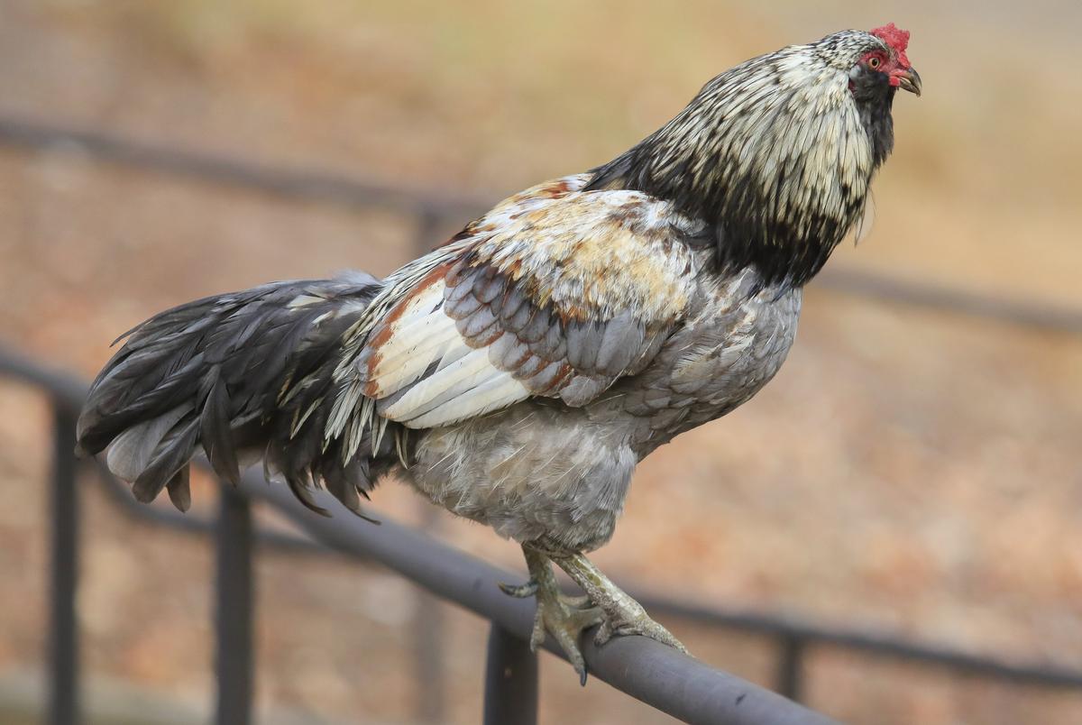 Feral roosters rule the roost in the historic Village of Arroyo Grande.