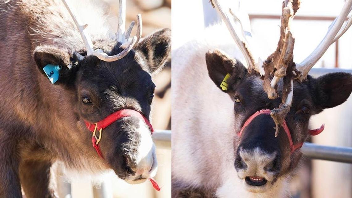 Move over, Rudolph — Santa Barbara Zoo has the coolest reindeer on the Central Coast