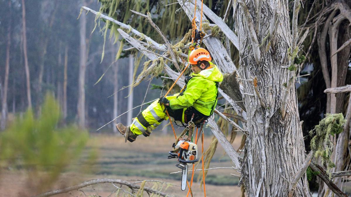 Morro Coast Audubon Society is building nesting platforms designed to appeal to Osprey at Sweet Springs Nature Preserve in Los Osos. Roberto Parra rappels down after installing the platform at the top of a cypress tree.