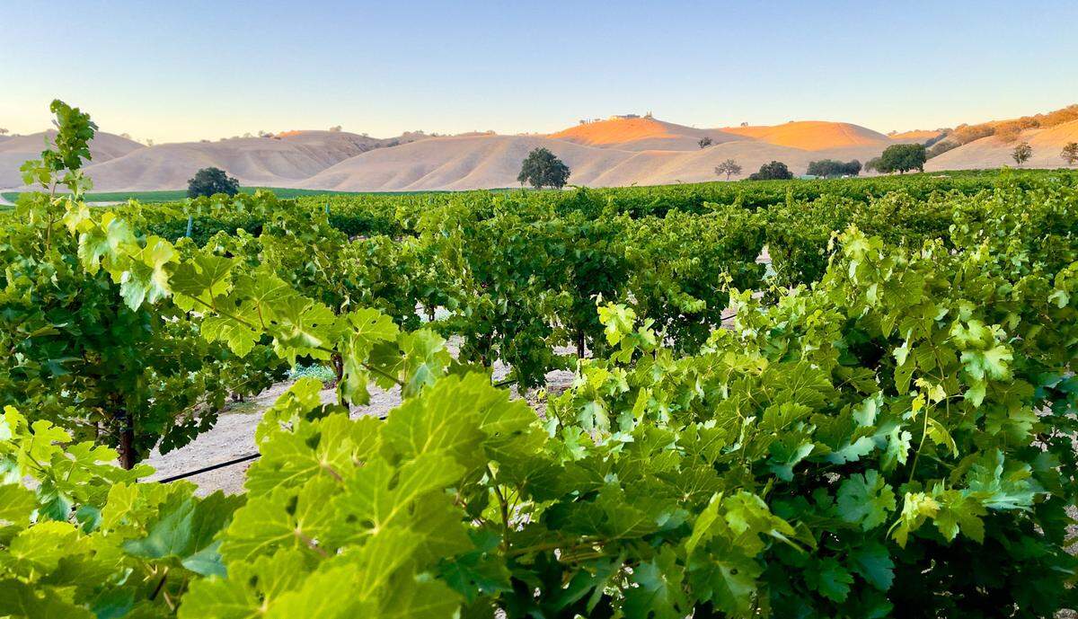 Wine grape vineyards extend to the hills around Paso Robles.