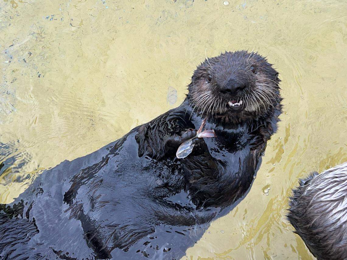 Monterey Bay Aquarium’s newest otter was rescued off the coast San Luis Obispo County.