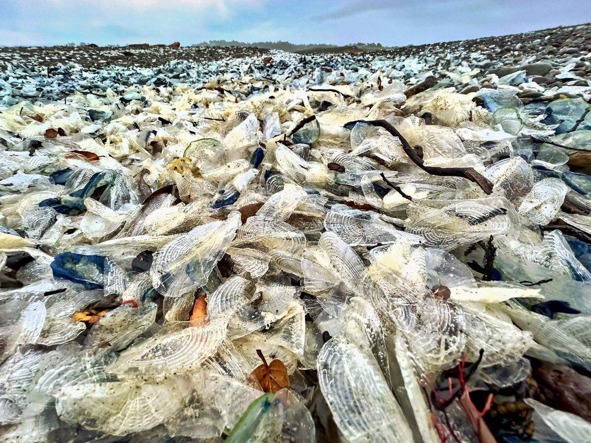 By-the-wind sailors — also known as velella velella — fill a beach in San Luis Obispo County.