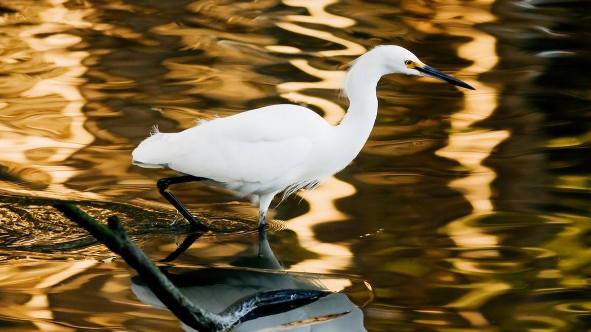 A snowy egret hunts in the shallow waters of the Morro Coast Audubon Society Sweet Springs Nature Preserve in Los Osos.
