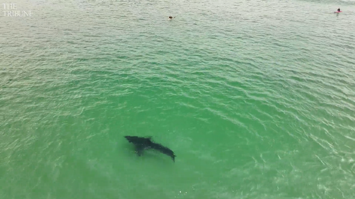 A San Luis Obispo County surfer captured drone video of a great white shark swimming in the shallow waters off Pismo Beach on April 21, 2025.