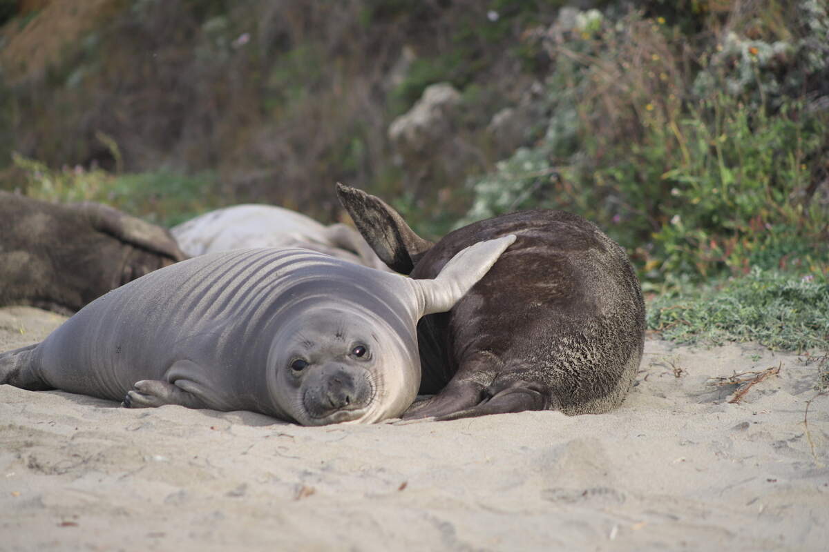 Pups at the Piedras Blancas rookery in San Luis Obispo County are shedding their neonatal coats. The weaner on the left has its first countershaded coat. The one on the right is molting its black newborn coat.