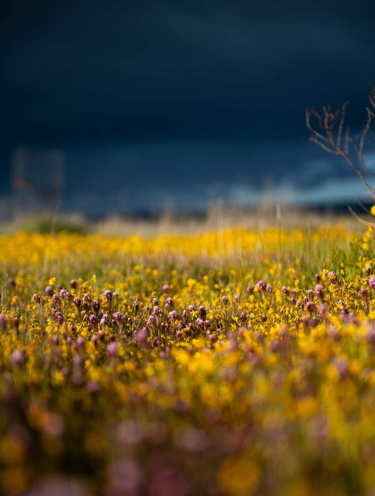 Purple owl’s clover blooms in California Valley in March 2024.