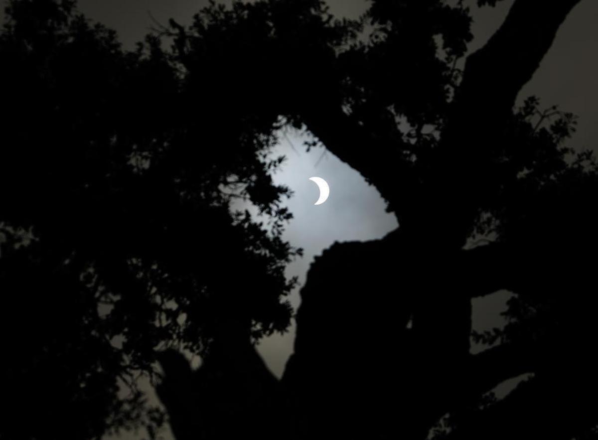 The crescent of the solar eclipse at its peak is framed by trees during the viewing Monday morning, Aug. 21, 2017, at the Atascadero Library.