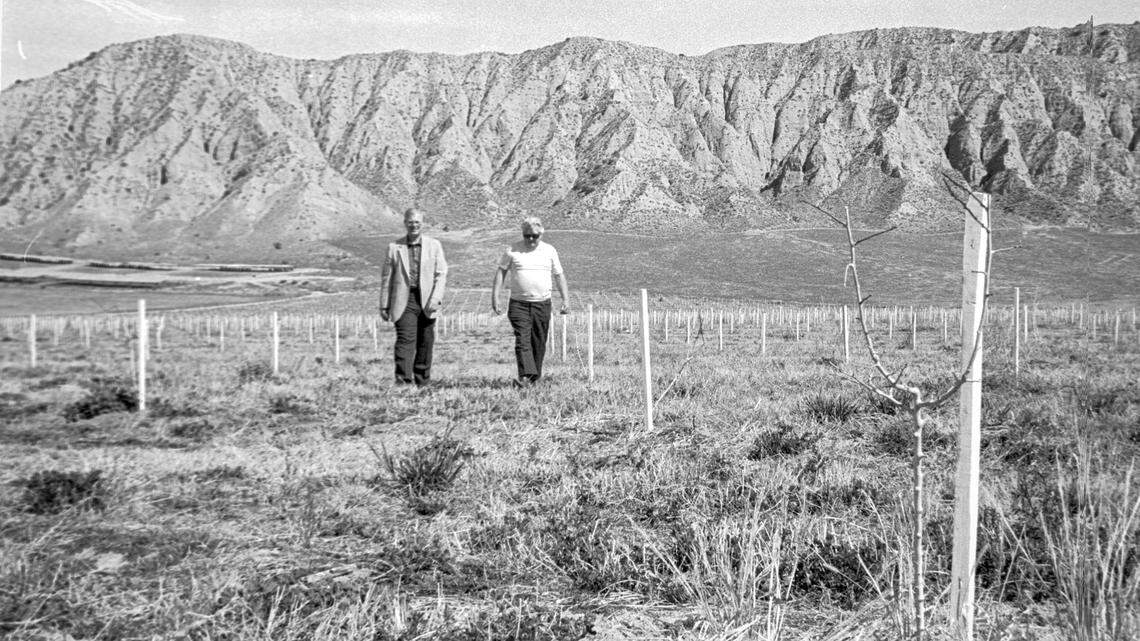 Paul Young, left and Norman Hahn ponder the future of Cuyama Valley as they walk through a fledgling pistachio orchard. It’s one sign of farmers’ efforts to change crops to suit limited water in the valley in Feb. 19, 1982.