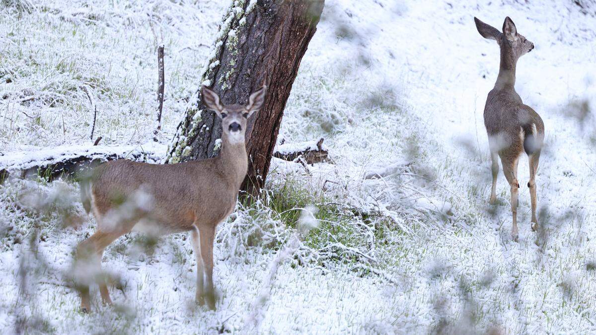 Deer walk in snow near Parkhill Road on Feb. 23, 2023.