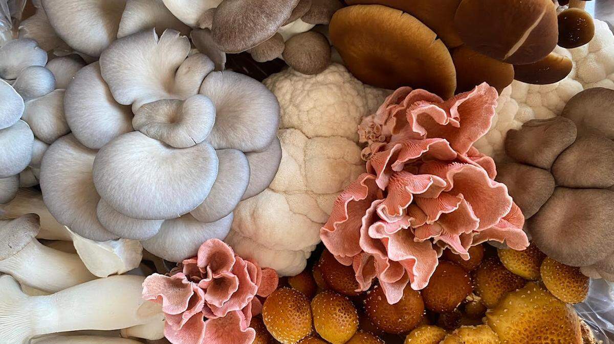 Mighty Cap Mushrooms in Paso Robles grows several varieties of exotic fungi to retail outlets, restaurants and other customers.