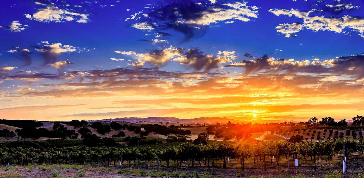 The suns sets over vineyards in Paso Robles.
