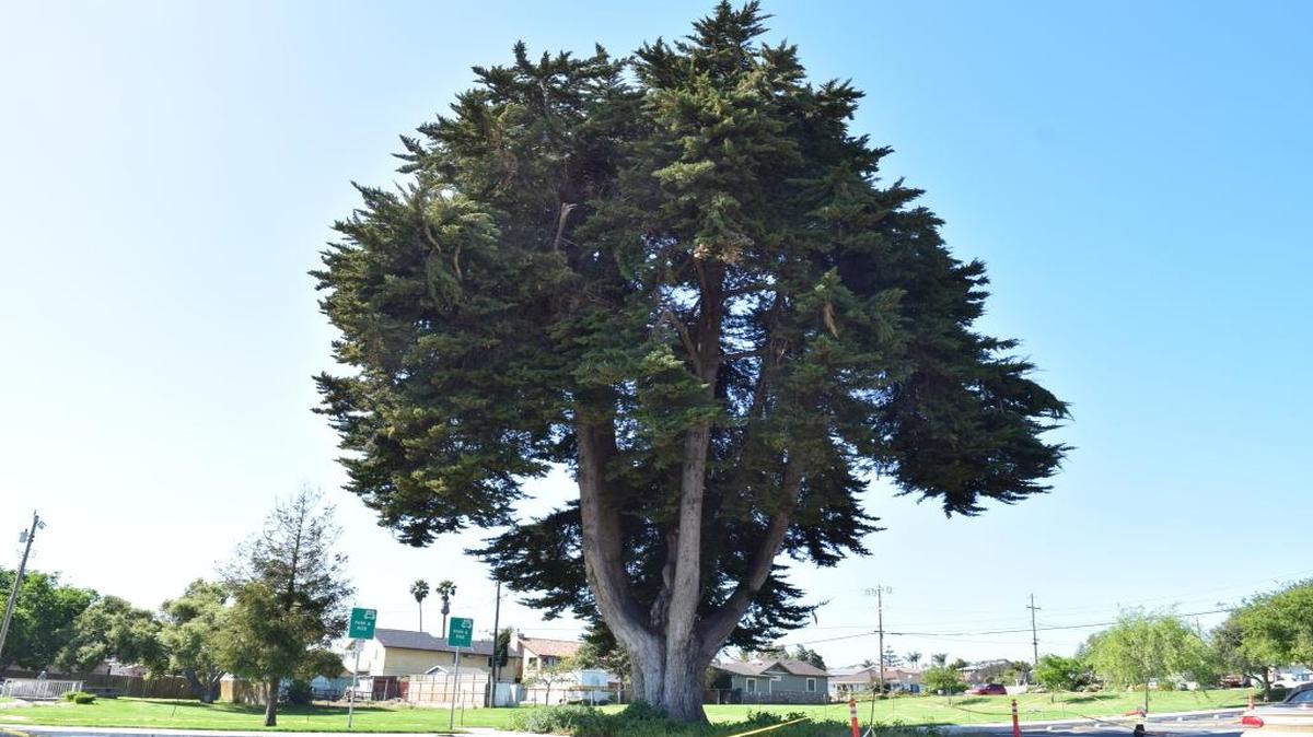 The removal of the 90-foot tree from Ramona Garden Park in Grover Beach will move forward at the end of the month.