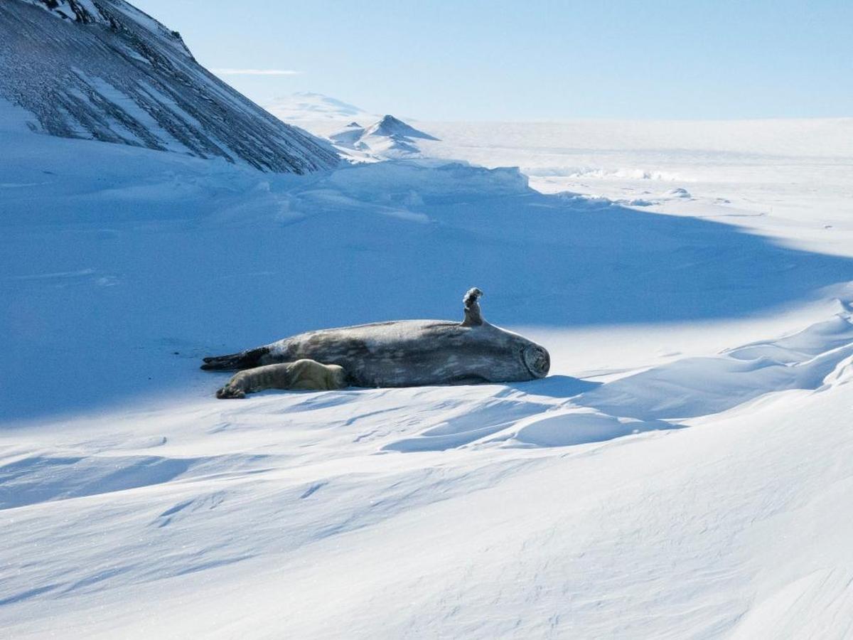 A newborn Weddell seal pup nurses with its mother.