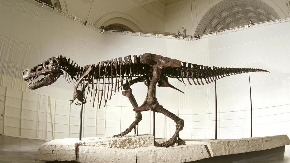 T. rex skeleton Sue at The Field Museum in Chicago. Sue, the most complete T. rex skeleton ever recovered, will be on display at the Santa Barbara Museum of Natural History until Sept. 11.