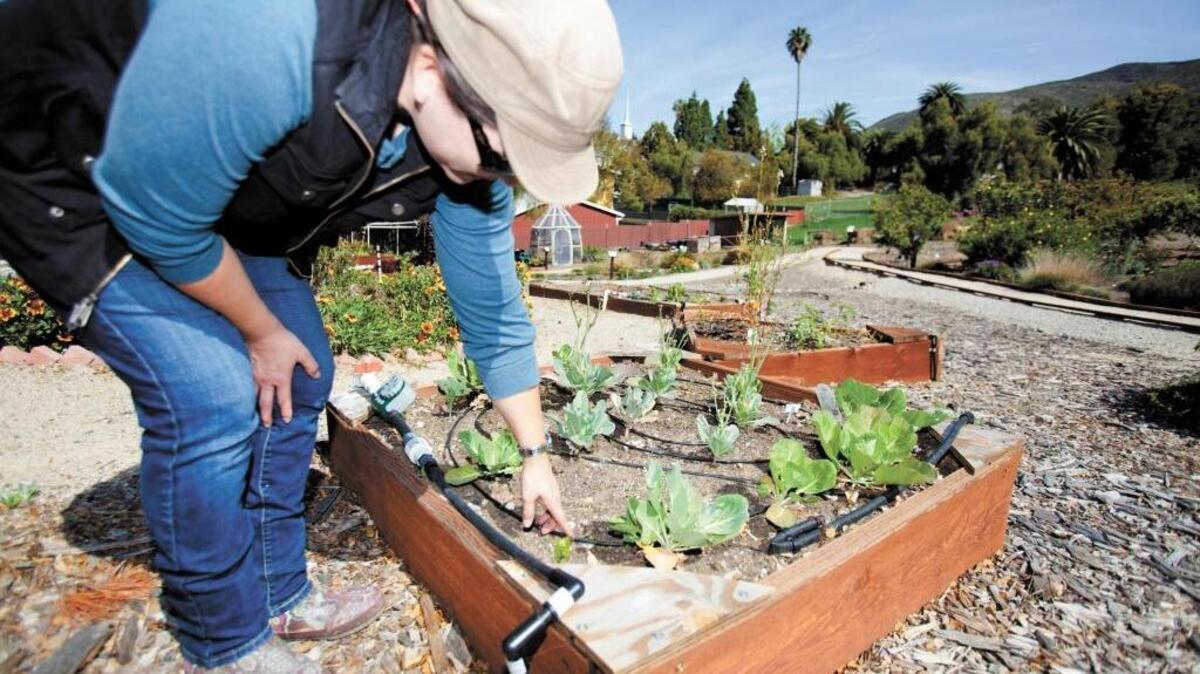 Master Gardener Cindy Horney points to the drip irrigation system used for garden boxes in 2014 by the UC Cooperative Extension’s Demonstration Garden in San Luis Obispo.