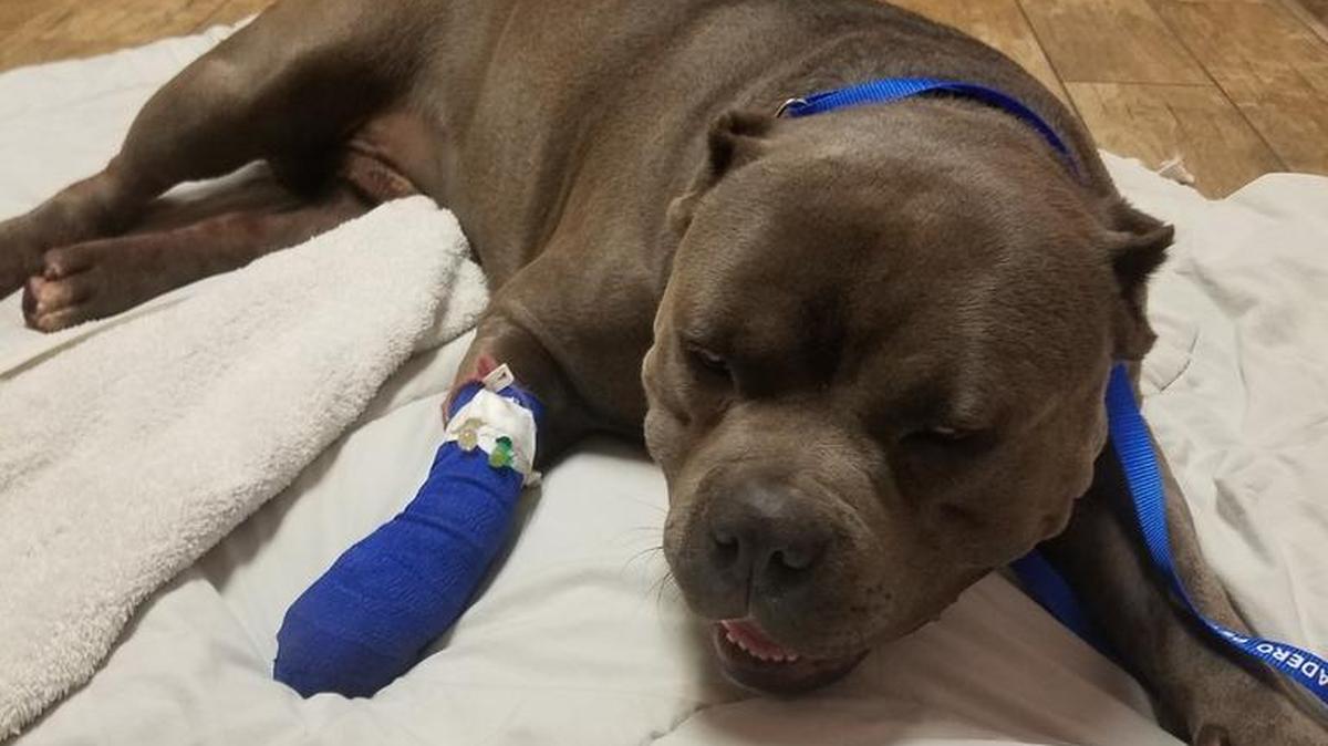 Hercules, a 1-1/2-year-old pit bull, is recovering after being shot by San Luis Obispo County sheriff’s deputies early Saturday morning outside a home in rural Paso Robles.