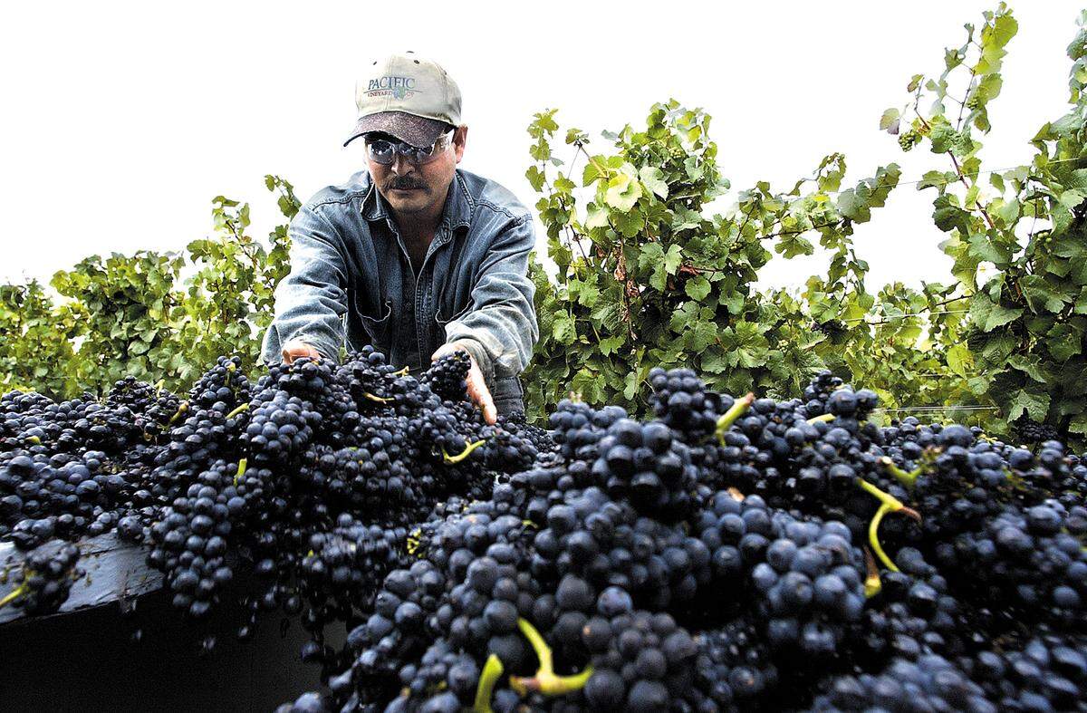 Socorro Roman sorts the harvest of pinot noir grapes at Courtside Cellars in San Luis Obispo County in August 2004.