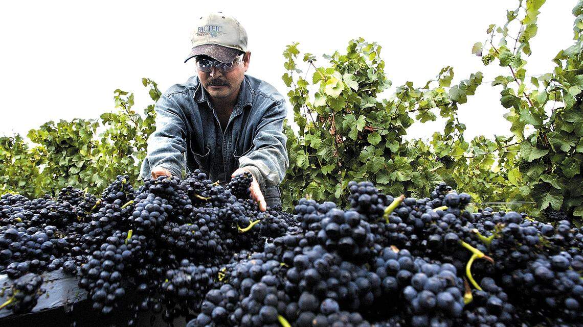 E&J Gallo to close SLO County winery, lay off workers. Why?