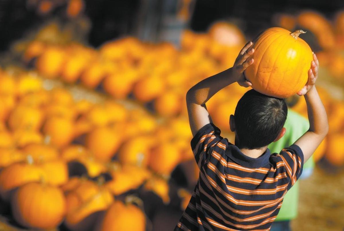 Matland Johnson, 7, carries his pumpkin on his head during a field trip to a Los Osos pumpkin patch in 2008.