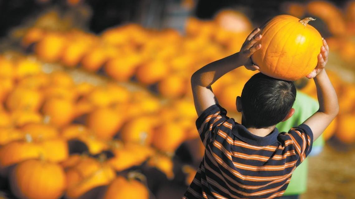 Matland Johnson, 7, carries his pumpkin on his head during a field trip to a Los Osos pumpkin patch in 2008. San Luis Obispo County farms offer several opportunities for u-pick family fun.