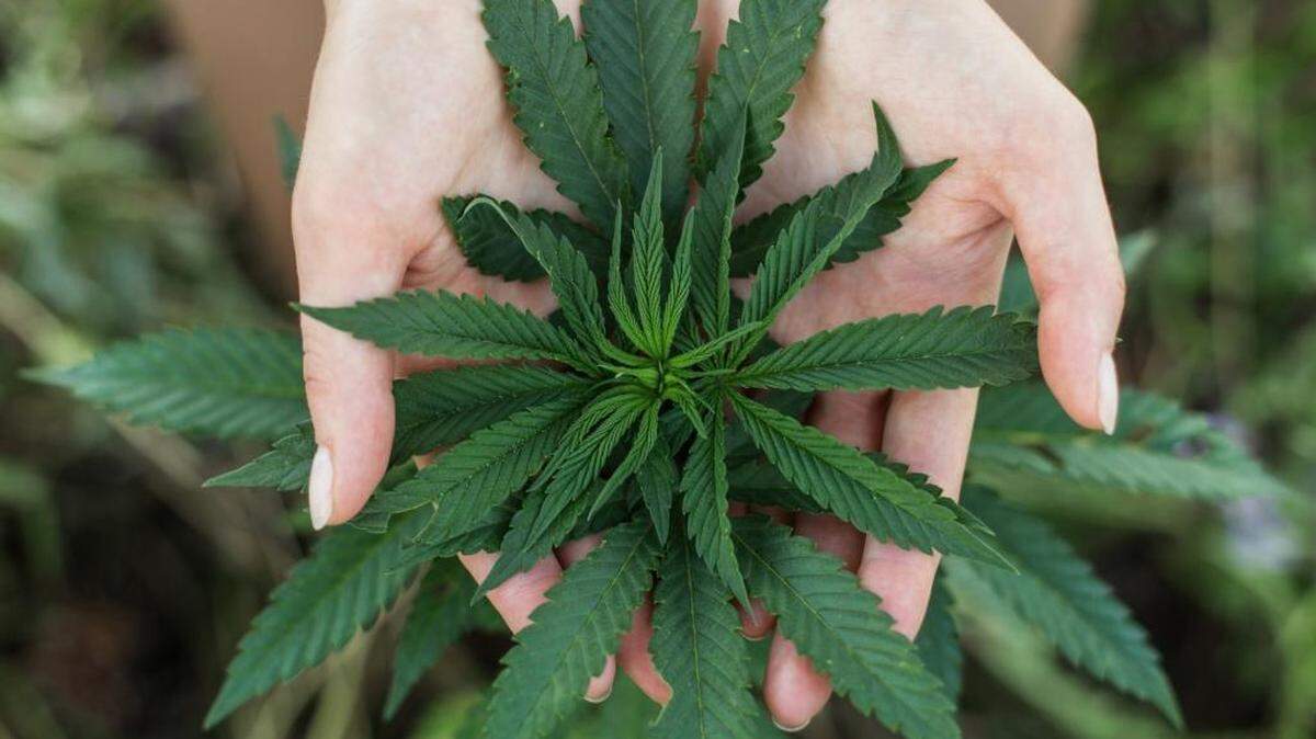 Leaves of medical marijuana. By passing Proposition 64 on Election Day, California joined Alaska, Colorado, Oregon, Washington, Maine, Massachusetts and Nevada as the states to legalize recreational marijuana.