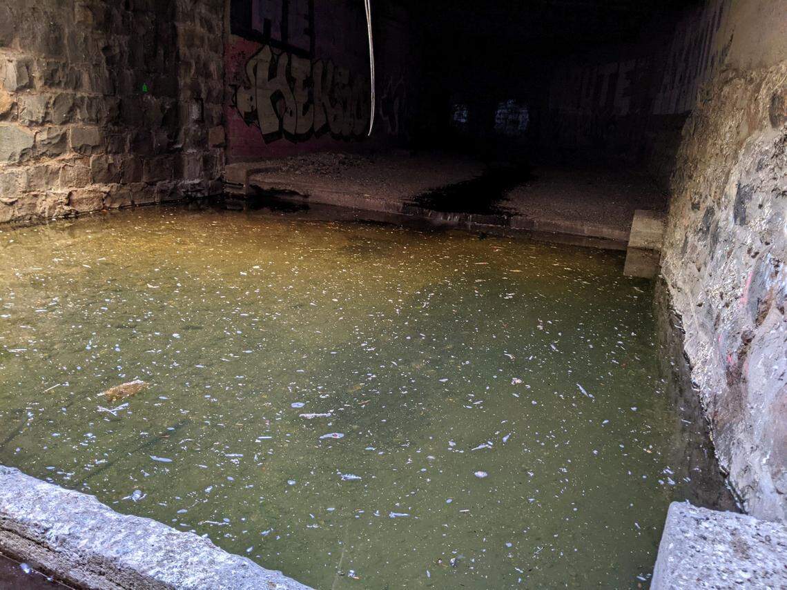 In May 2022, a strip of bacteria grew on the cement floor of the San Luis Obispo Creek tunnel under a prime pigeon roosting spot. By August 2022, that bacteria cleared up.