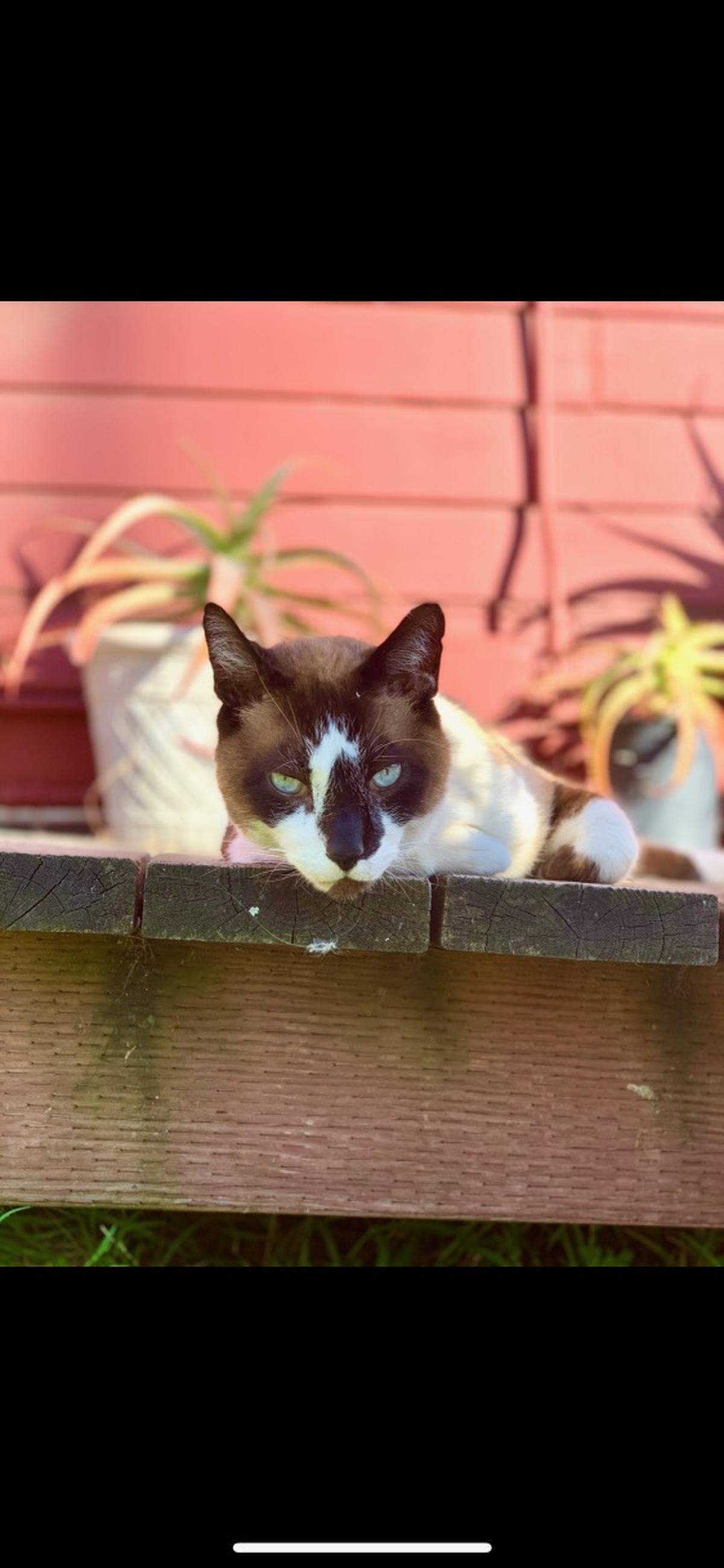 San Luis Obispo resident Kelly Anderson’s cat Maulks is missing, and she believes council candidate James Papp knows where he is.