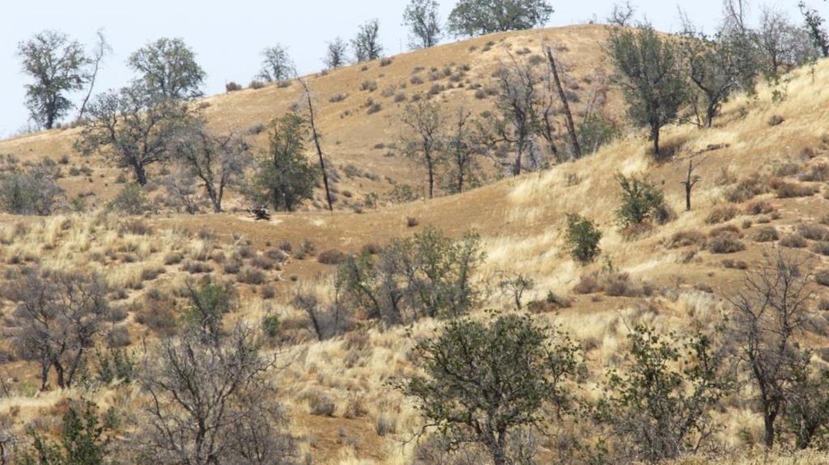 Years of drought have taken a toll on the oak trees in the hills along Highway 58 east of Shell Creek Road.