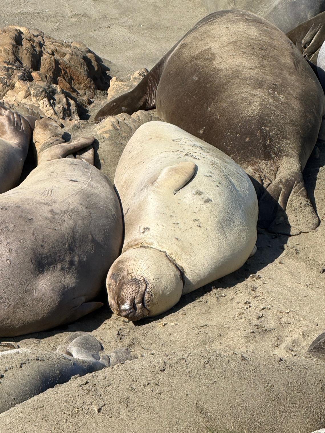 The packing strap was tight around elephant seal Rabble’s neck in April 2025.