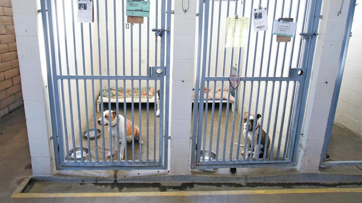 Dogs await adoption in kennels at the SLO County animal shelter, which was built in the 1970s on an old Camp San Luis Obispo landfill and is showing its age. Paso Robles and Atascadero will rejoin a countywide agreement to build a new shelter.