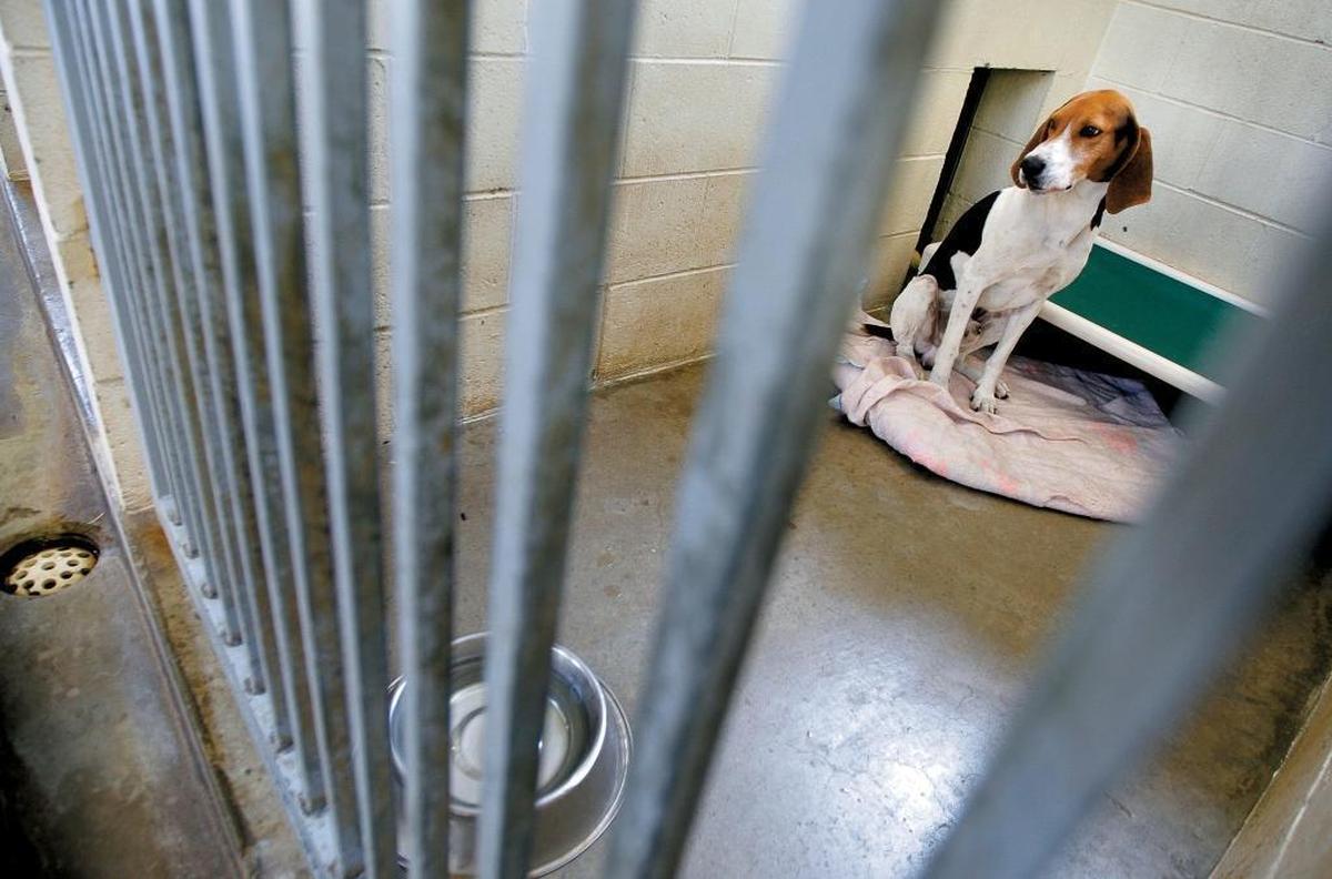 Denver, and American foxhound, sits inside his kennel at the county animal shelter in a 2007 photo. Paso Robles and Atascadero will rejoin a countywide agreement to build a new shelter.