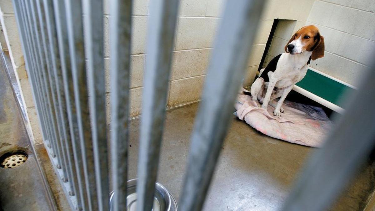 Denver, and American foxhound, sits inside his kennel at the county animal shelter in a 2007 photo. Paso Robles and Atascadero will rejoin a countywide agreement to build a new shelter.