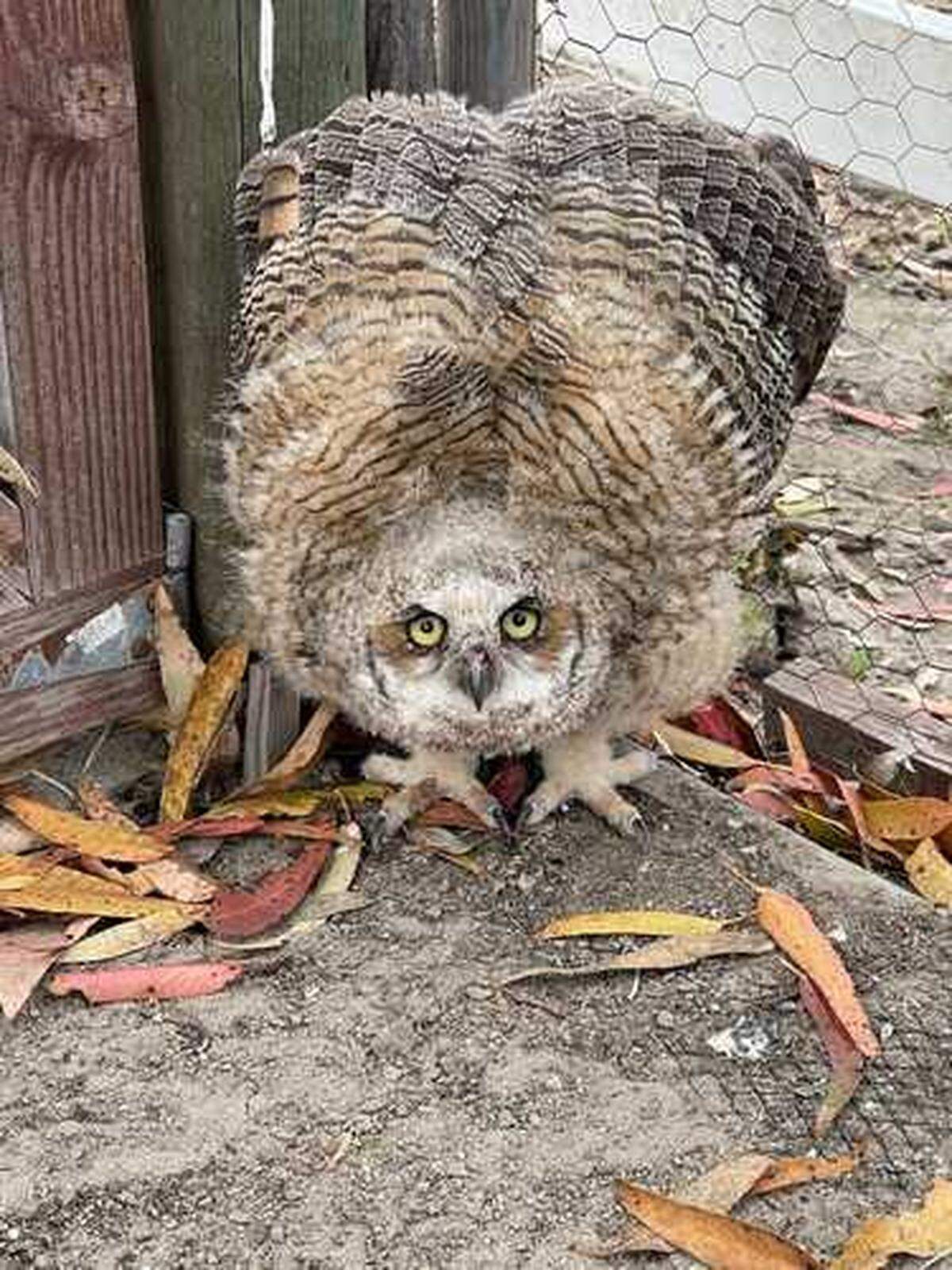 A baby owl fell into an Arroyo Grande chicken pen on Tuesday, May 9, 2023. “It puffed up as big as it could get, and then I jumped back and yelled ‘Oh my god!’” said Melissa Walker-Scott, who found the owl after it fell out of its nest.