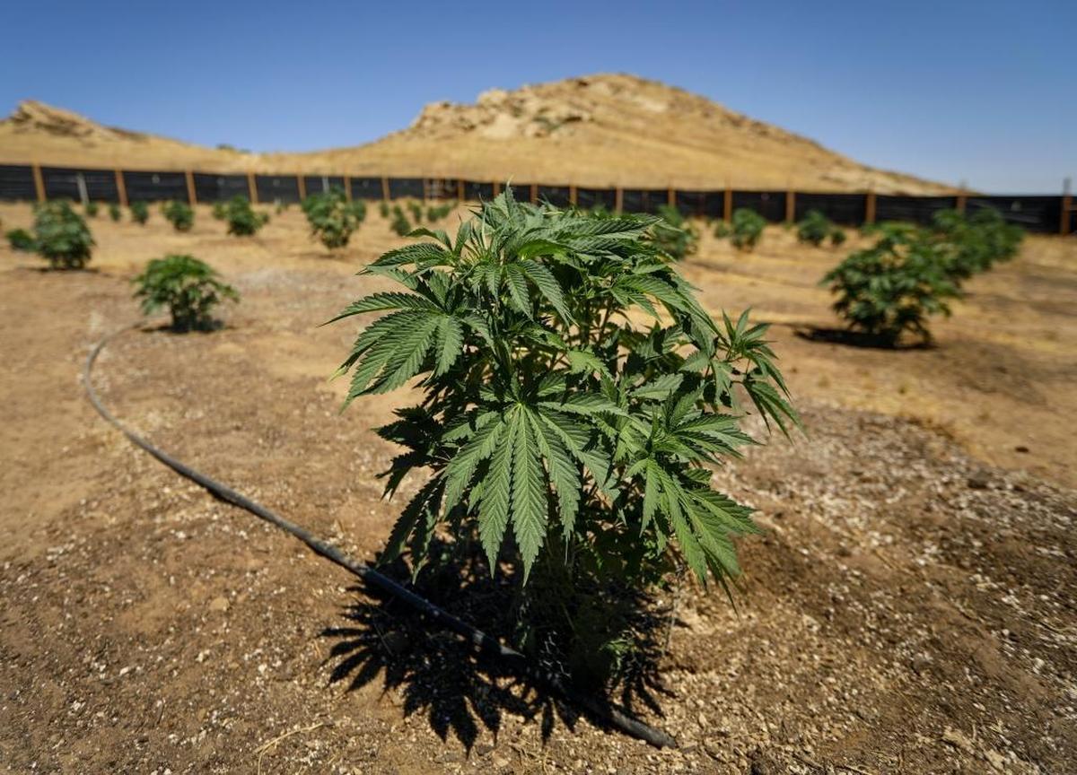 The San Luis Obispo County Board of Supervisors permanent ordinance bans marijuana grows that had been allowed in the California Valley under the earlier emergency ordinance.