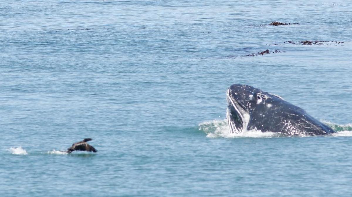 Humpback whales have been sighted frequently near the Cayucos Pier. This one was spotted Monday.