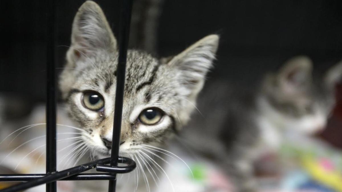 Lester, left, and Liam were adopted from Woods Humane Society North County in Atascadero, the region’s only animal shelter.
