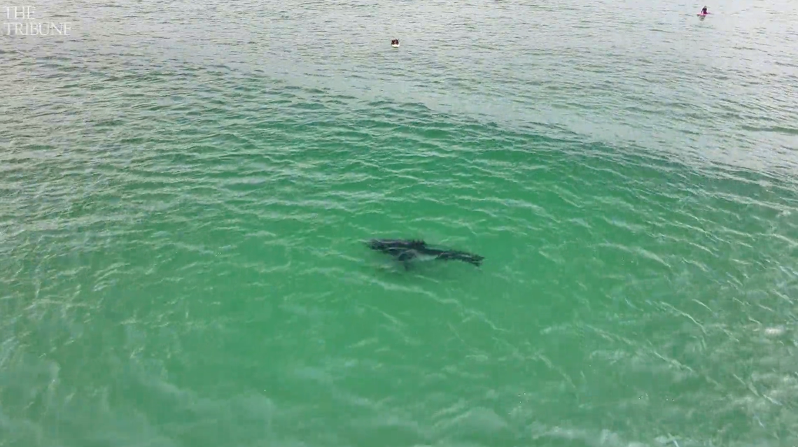 A San Luis Obispo County surfer captured drone video of a great white shark swimming in the shallow waters off Pismo Beach on April 21, 2025.