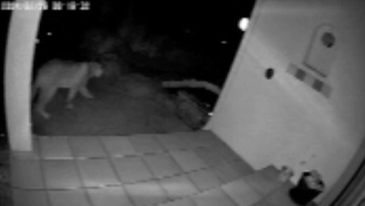 Jackie Winston of Cambria captured video on her Ring camera of a mountain lion strolling past her front door early on Monday, July 29, 2024.