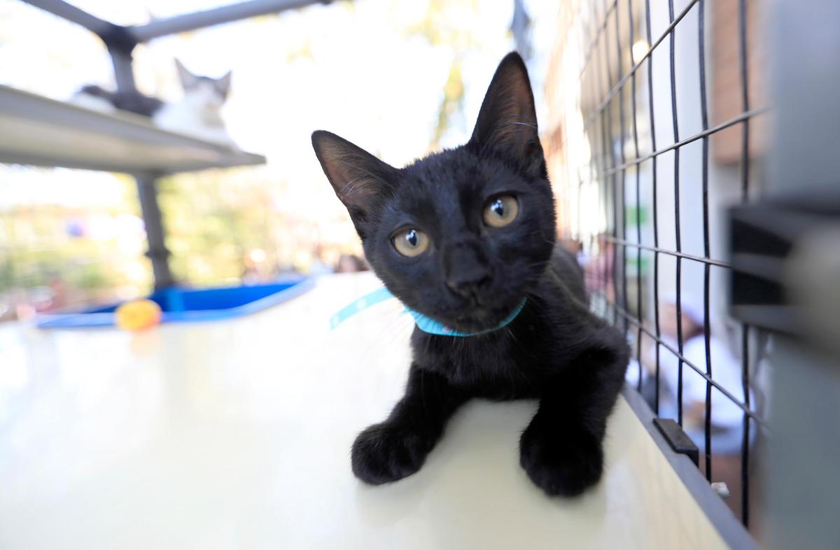 Animal shelter programs such as the Cal Poly Cat Program are facing funding and adoption impacts due to people traveling after the pandemic, kitten births.