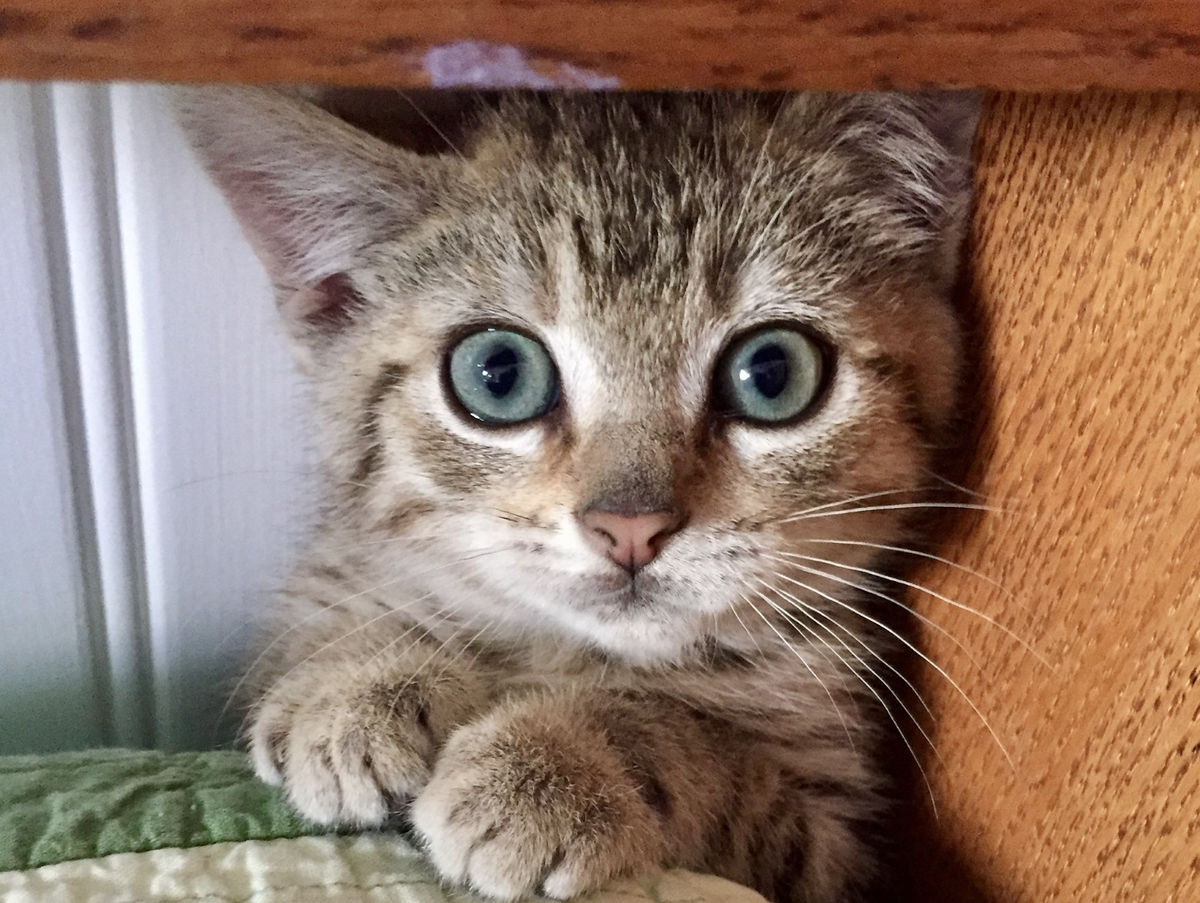 The San Luis Obispo Animal Services shelter is asking for people to apply to be fosters for the influx of kittens that arrive yearly.&nbsp;