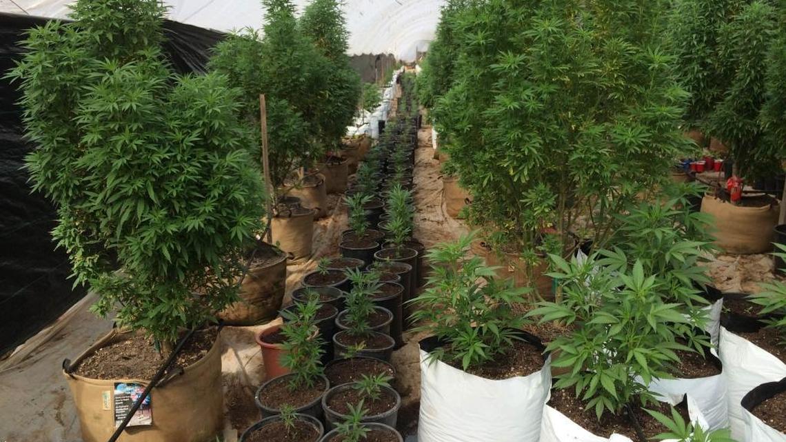A marijuana grow in Nipomo.