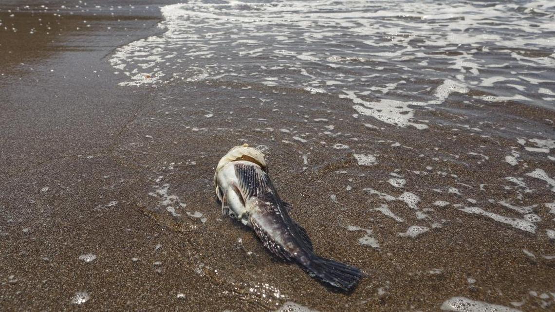 Dead fish have washed up on the sand in Shell Beach in recent days.