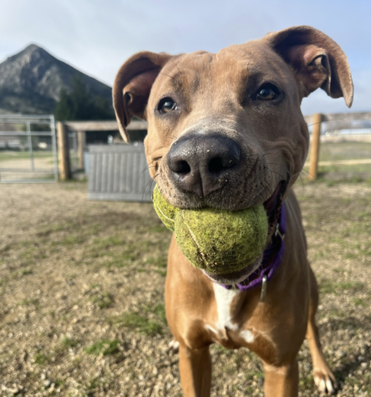 Gracie (A303276) is one of several dogs available for adoption at the San Luis Obispo County Animal Shelter.