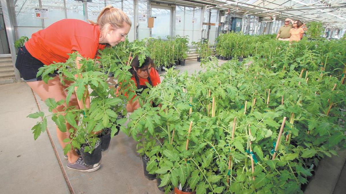 Cal Poly horticulture students Grace Watson and Meline Esquivel prepare for the Tomato Mania plant sale in 2015. The sale returns this weekend.